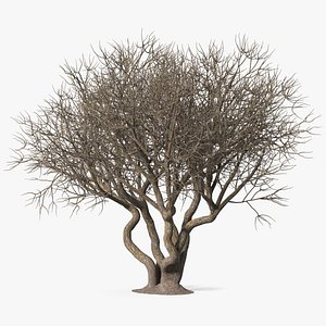 Rhododendron Bark Tree 3D