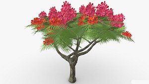 3D Delonix regia