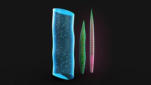 xylem 3D model