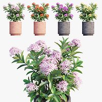 Ixora plant in pot set 02