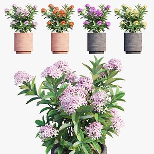 Ixora plant in pot set 02