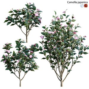 3D Camellia japonica - Japanese camellia model