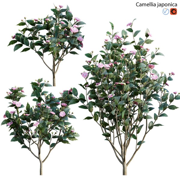 camellia japonica tree