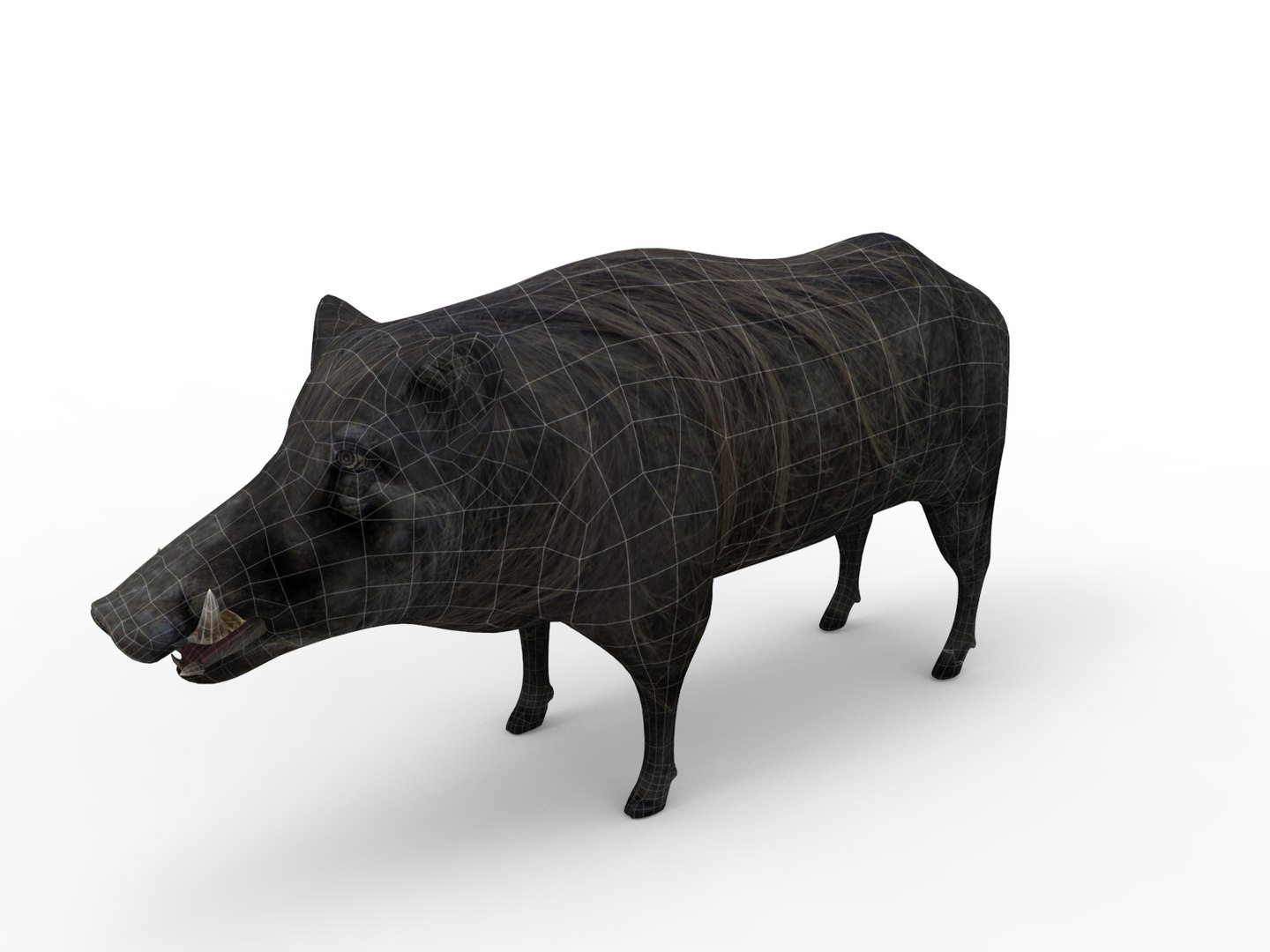 3D Wild Boar Rigged Animation Model - TurboSquid 1253289
