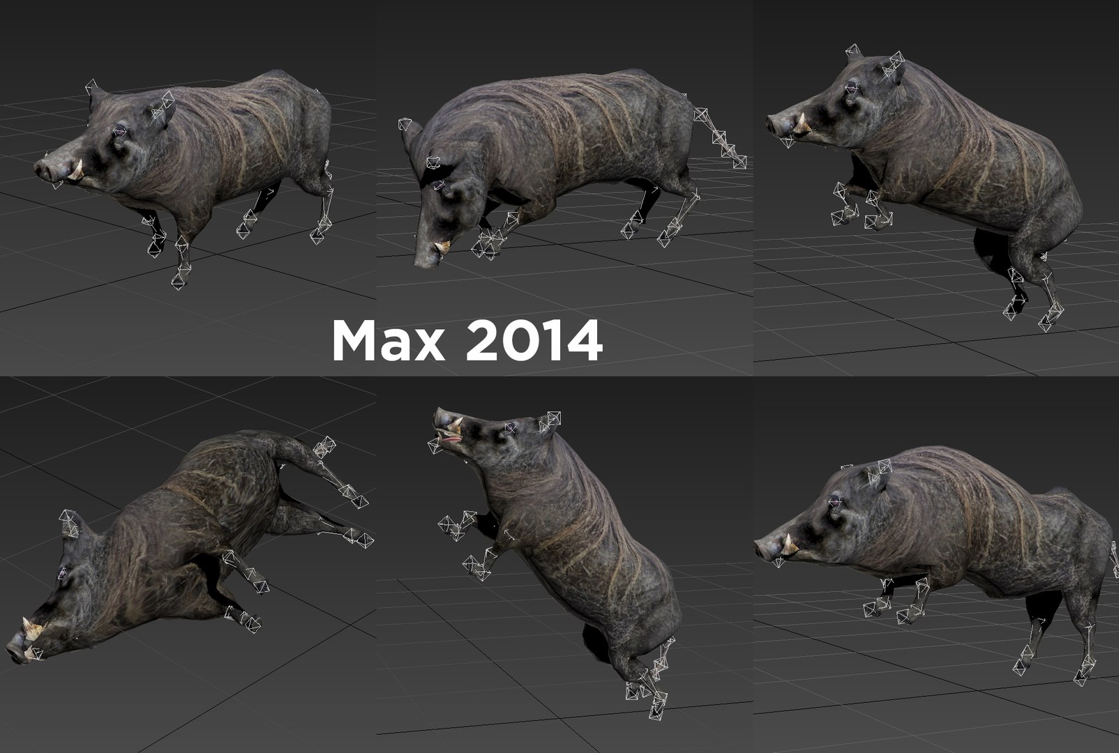 3D Wild Boar Rigged Animation Model - TurboSquid 1253289