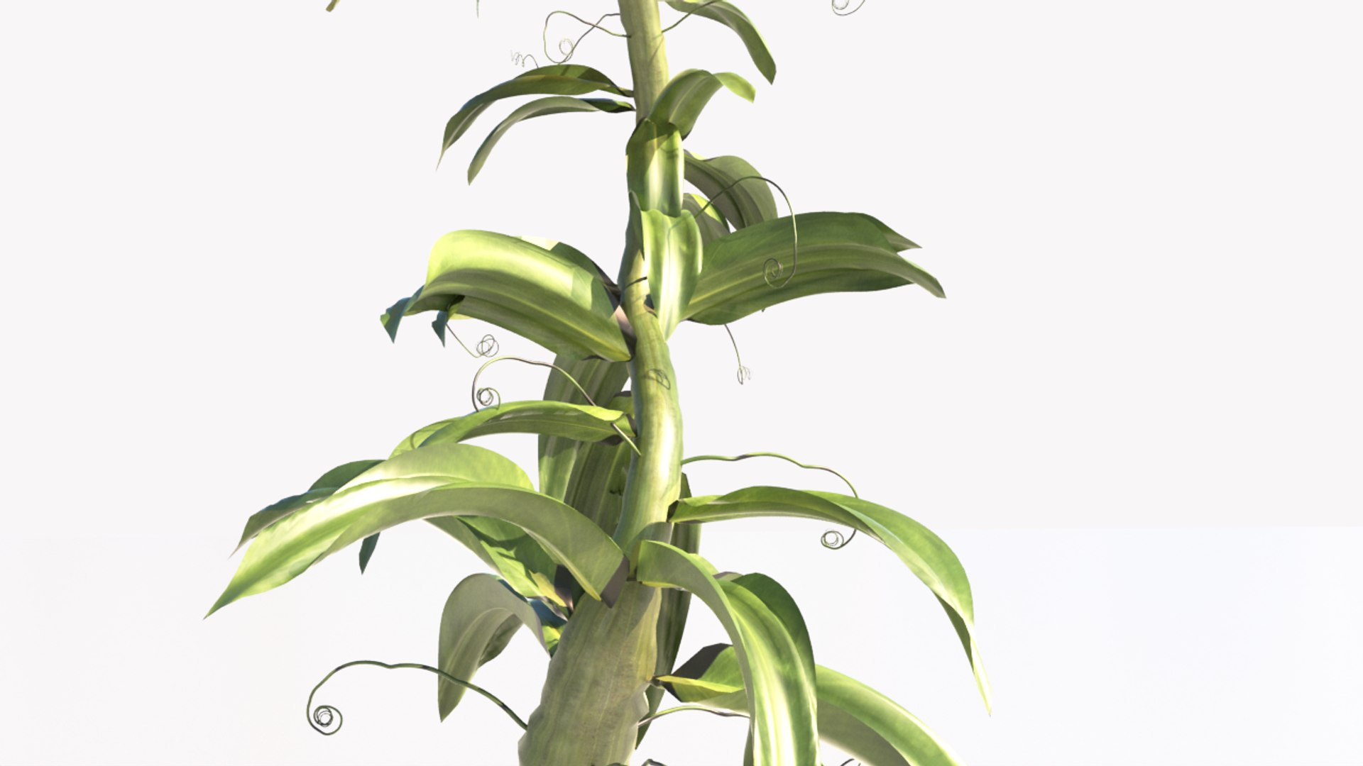 3D model fantasy plant https://p.turbosquid.com/ts-thumb/1m/ErcZ2x/Z4/300000/png/1652023882/1920x1080/fit_q87/03a4aa0a890342b12d156a32c718da515fe8d4f8/300000.jpg