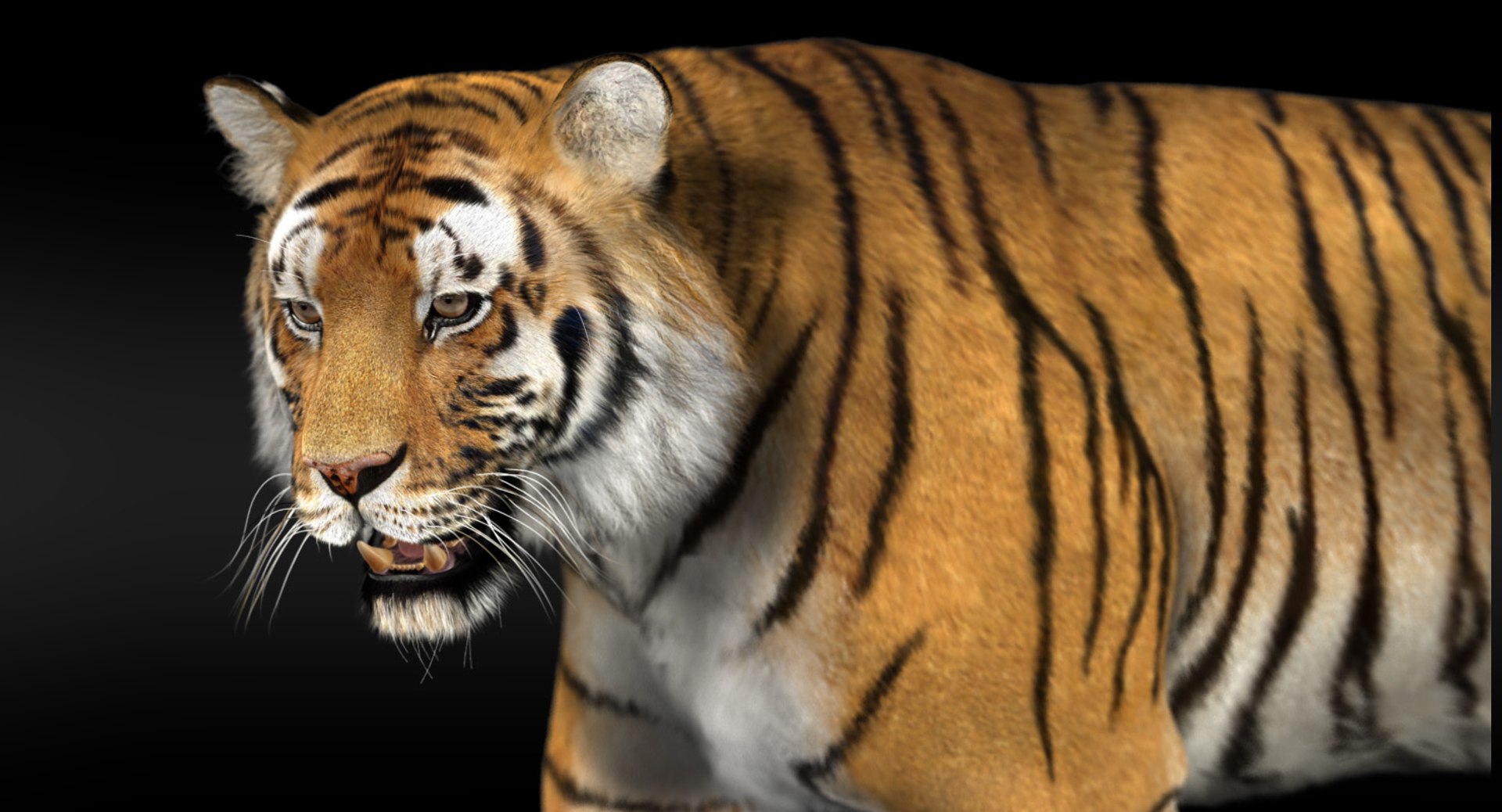 Tiger Rigged Fur 3d Ma
