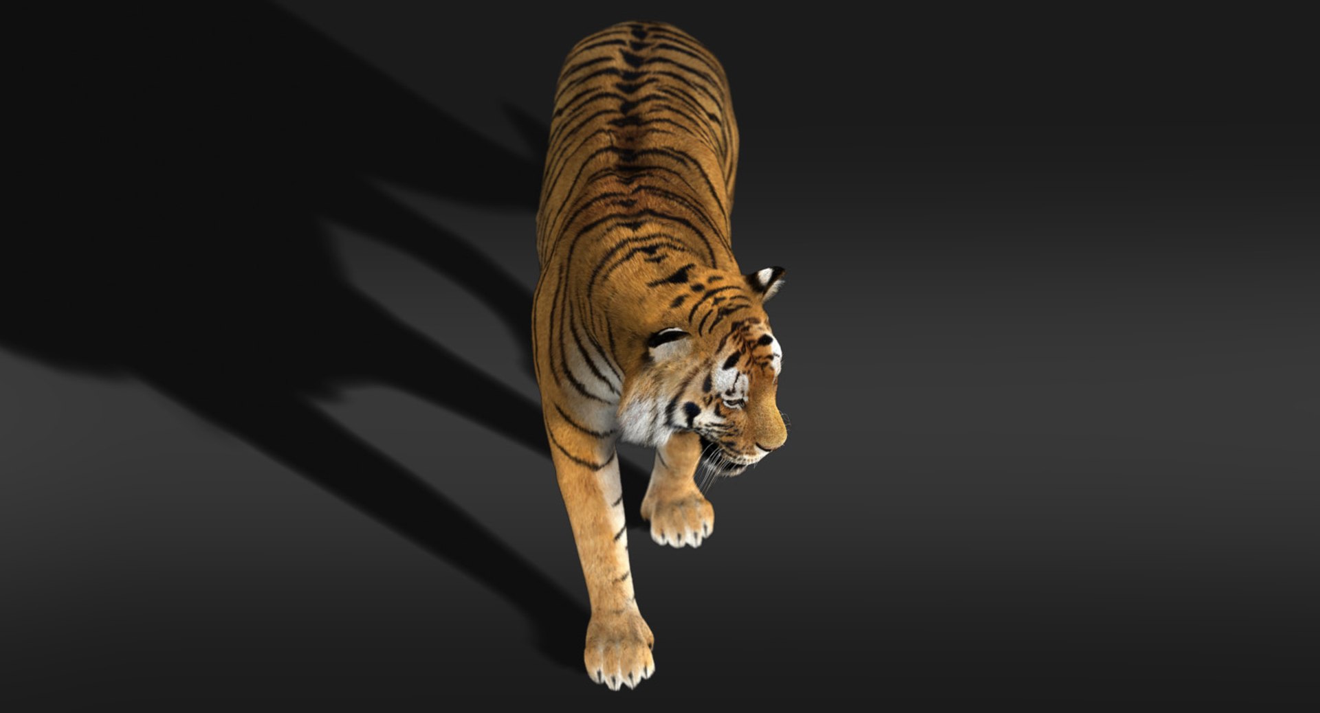 Tiger Rigged Fur 3d Ma