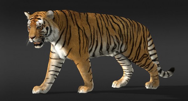 tiger rigged fur 3d ma