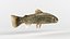 Trout Fish