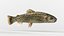 Trout Fish