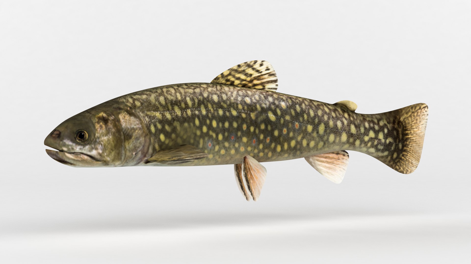 3D Trout Fish https://p.turbosquid.com/ts-thumb/1m/Pnpgyo/n2/00002/png/1625210786/1920x1080/fit_q87/aad36cddc7033d2d9d2acf6fcede2fd48839dc2f/00002.jpg