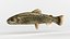 Trout Fish