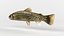 Trout Fish