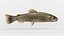 Trout Fish