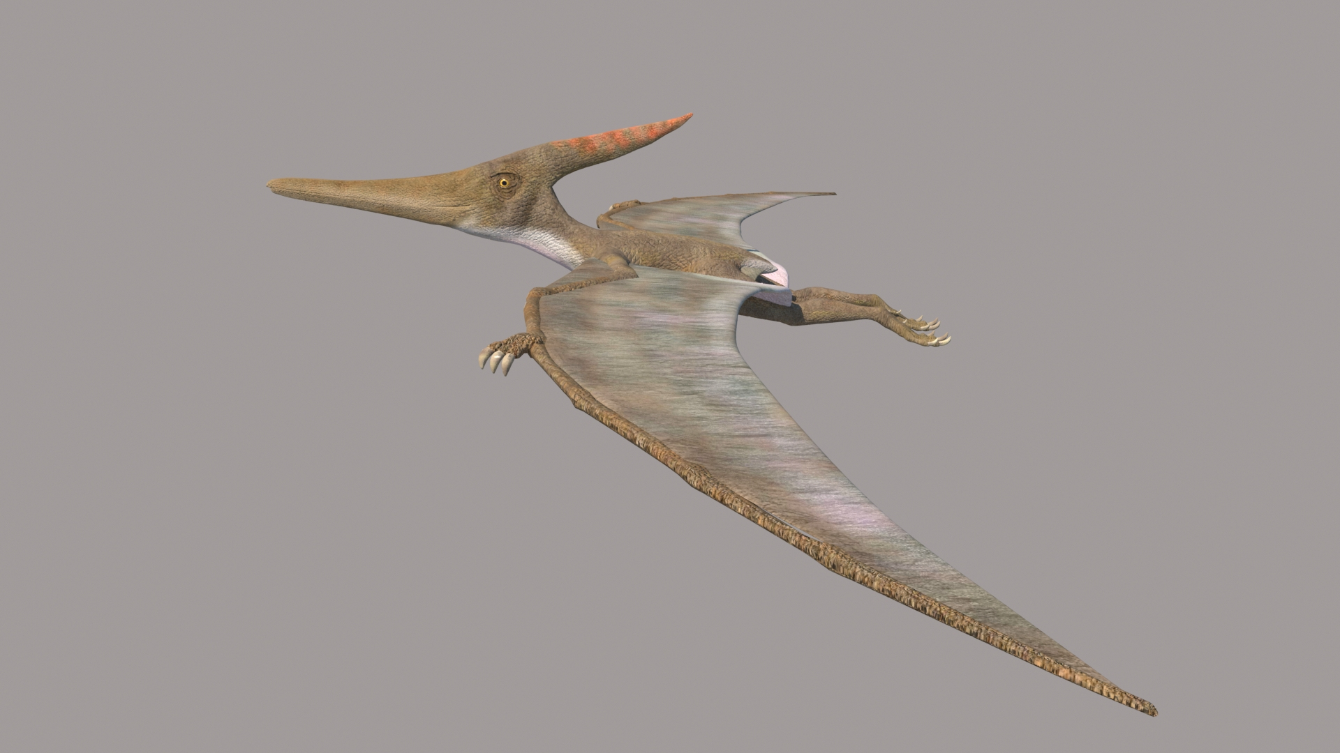 pteranodon 3d