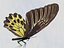 Bird Wing Butterfly Flapping