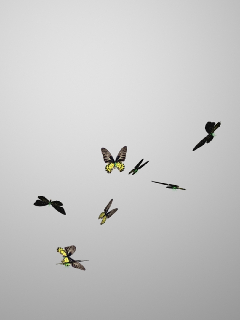 bird wing butterfly flapping 3d model https://p.turbosquid.com/ts-thumb/1n/21g7Rs/dRsq5pfw/butterflies/jpg/1495201305/1920x1080/turn_fit_q99/fd6e5f22dfc2bab639c2b8c151219dd4fd930904/butterflies-1.jpg