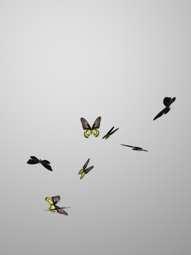 bird wing butterfly flapping 3d model https://p.turbosquid.com/ts-thumb/1n/21g7Rs/uMLxET1S/butterflies0000/jpg/1495201343/1920x1080/fit_q87/a5f4cb0cbcd5e1d48e05b720d204c4c5adceb546/butterflies0000.jpg