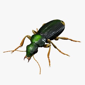 3D Ground Beetle Chlaenius hamifer model