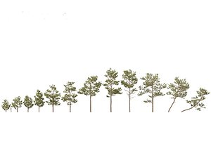 3D Pinus elliottii - Slash pine model