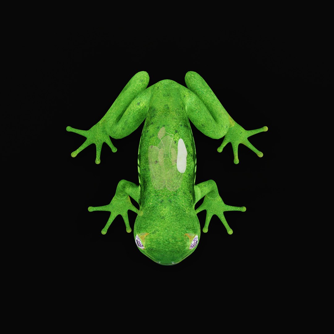 3D Glass Frog - TurboSquid 2378064