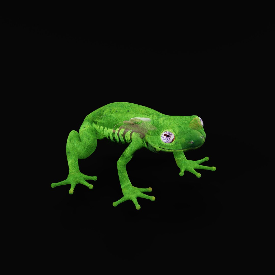 3D Glass Frog - TurboSquid 2378064