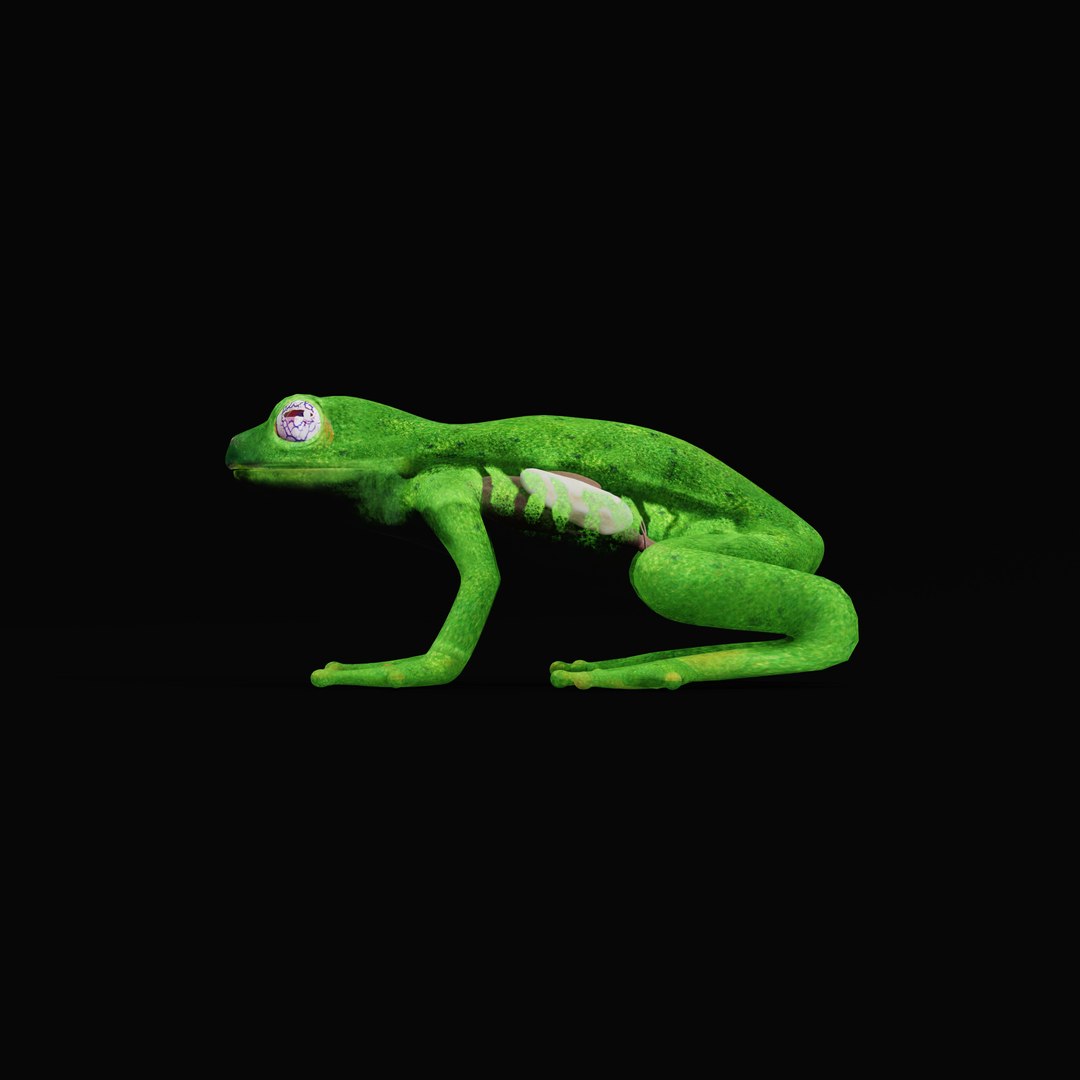 3D Glass Frog - TurboSquid 2378064