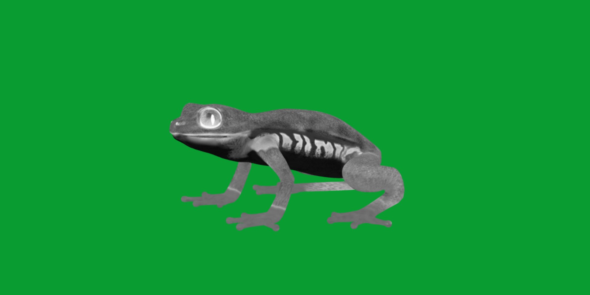 3D Glass Frog - TurboSquid 2378064