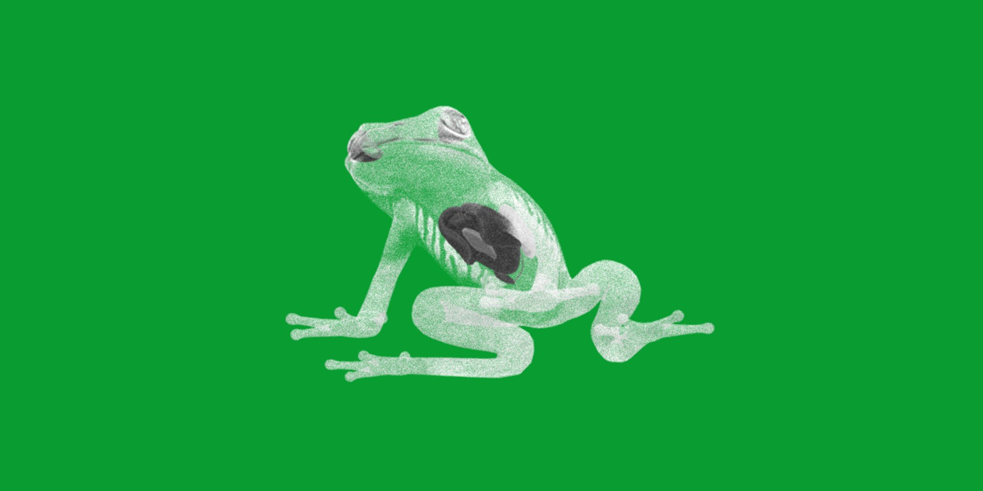 3D Glass Frog - TurboSquid 2378064