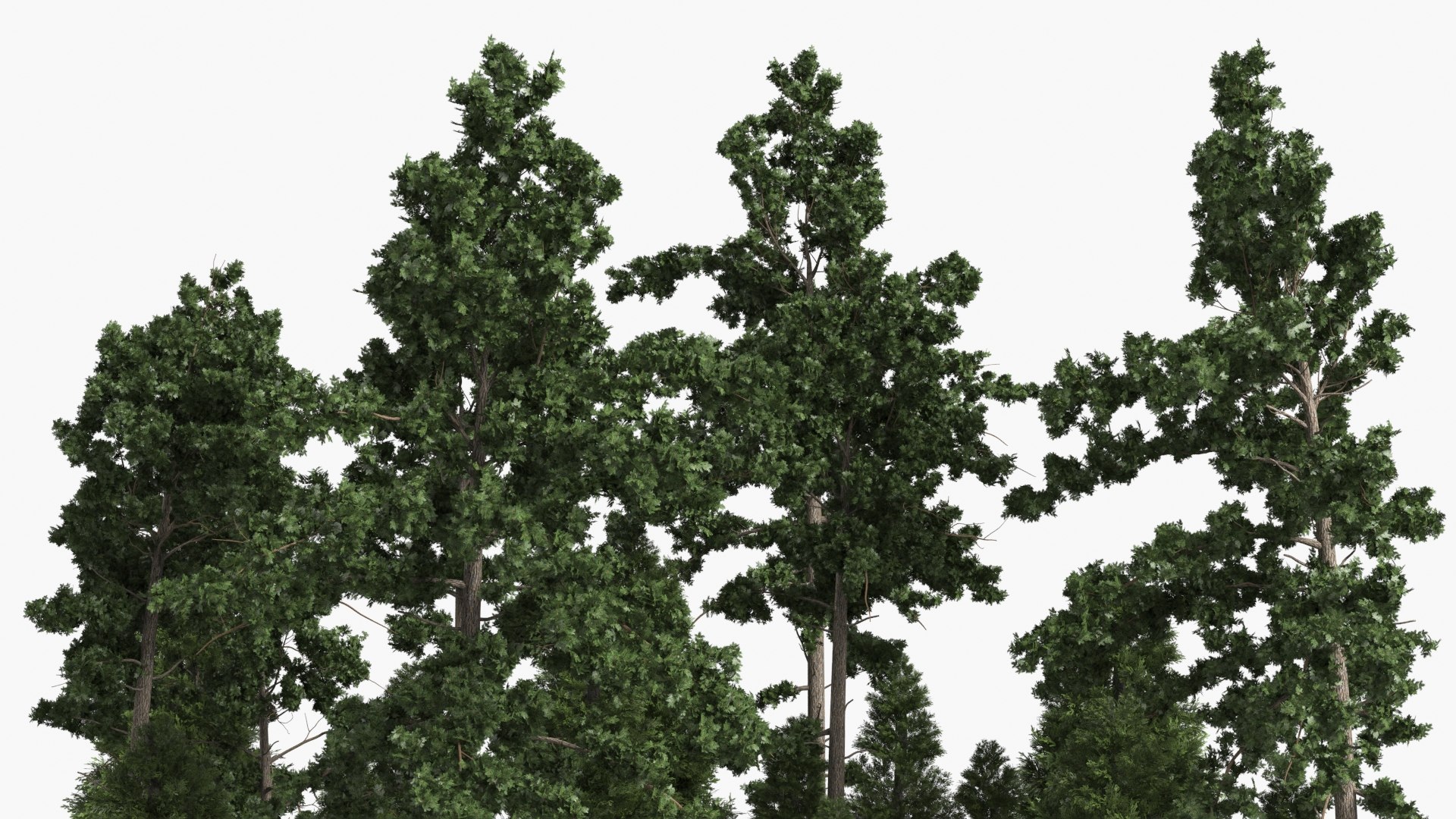 Low Poly Dense Conifer Forest Green 3D model https://p.turbosquid.com/ts-thumb/1n/VOdQaF/3N/low_poly_dense_conifer_forest_green_006/jpg/1782467261/1920x1080/fit_q87/df167dbed45ebf7e7e188678a69c860abca7bcd7/low_poly_dense_conifer_forest_green_006.jpg