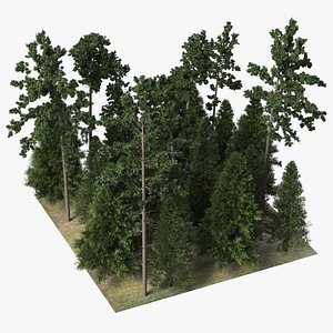 Low Poly Dense Conifer Forest Green