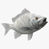 Mangrove Snapper