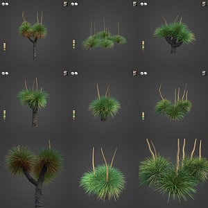 3D 021 PBR Australian Grass Tree Collection - Xanthorrhoea Pressii model