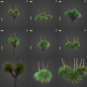 021 PBR Australian Grass Tree Collection - Xanthorrhoea Pressii