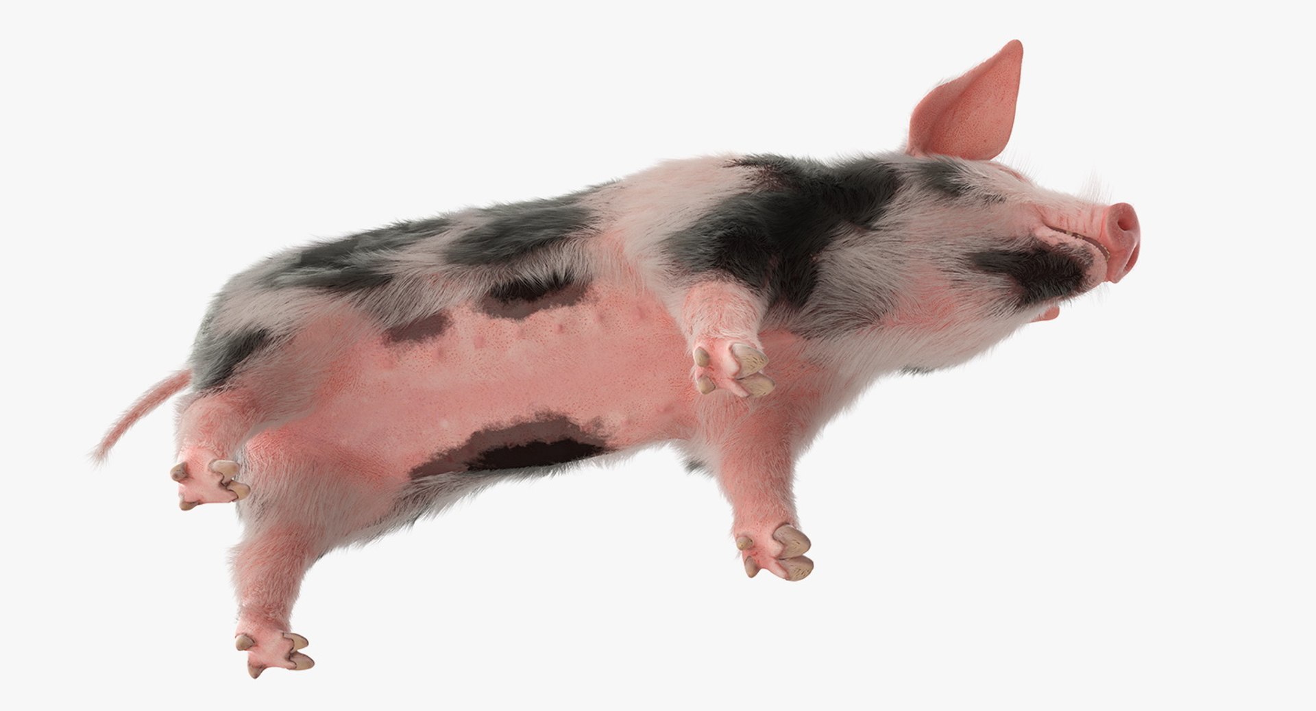 rigged farm animals big 3D model https://p.turbosquid.com/ts-thumb/1o/68NALx/0DwZ9JQS/riggedfarmanimalsbigcollection23dmodel028/jpg/1577594059/1920x1080/fit_q87/252f1bcb1bd47fa4248cea8047cba80b1fe6f082/riggedfarmanimalsbigcollection23dmodel028.jpg