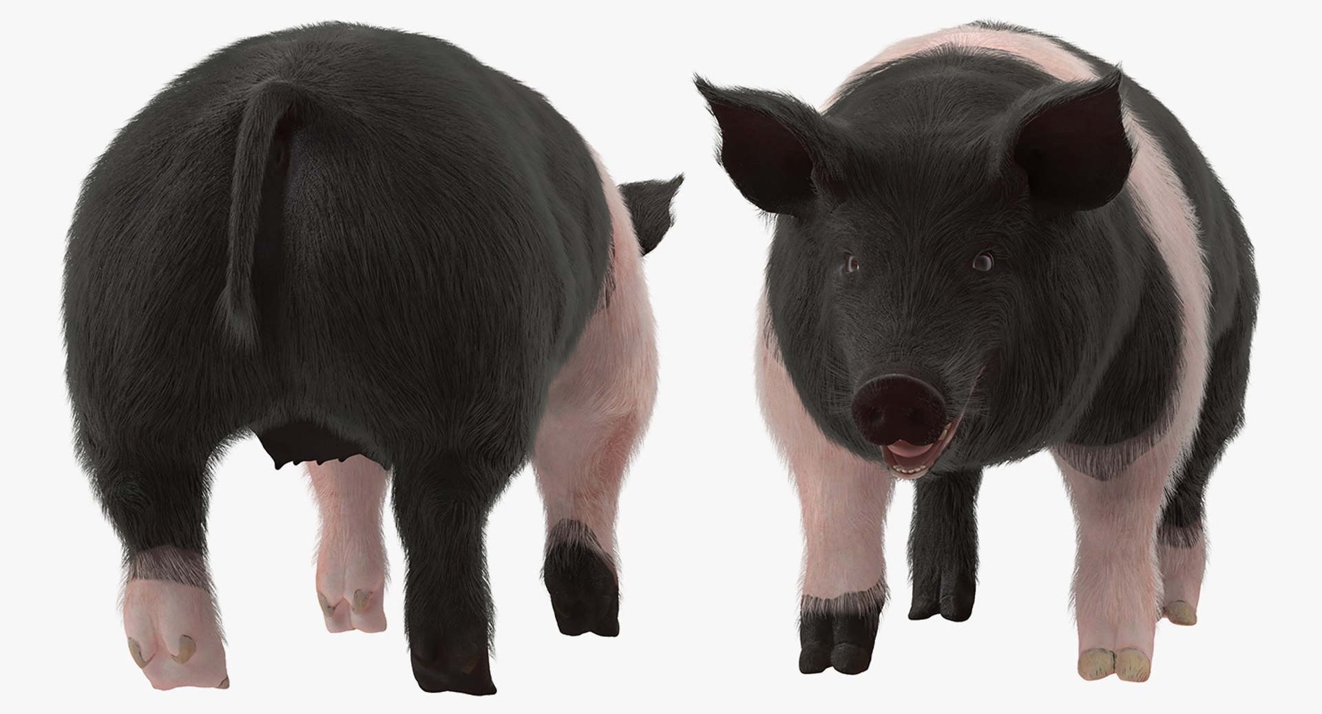 rigged farm animals big 3D model https://p.turbosquid.com/ts-thumb/1o/68NALx/16mP7UQc/riggedfarmanimalsbigcollection23dmodel018/jpg/1577594059/1920x1080/fit_q87/dd428f739ec0c48688a21c19de6e45ad549f3e78/riggedfarmanimalsbigcollection23dmodel018.jpg