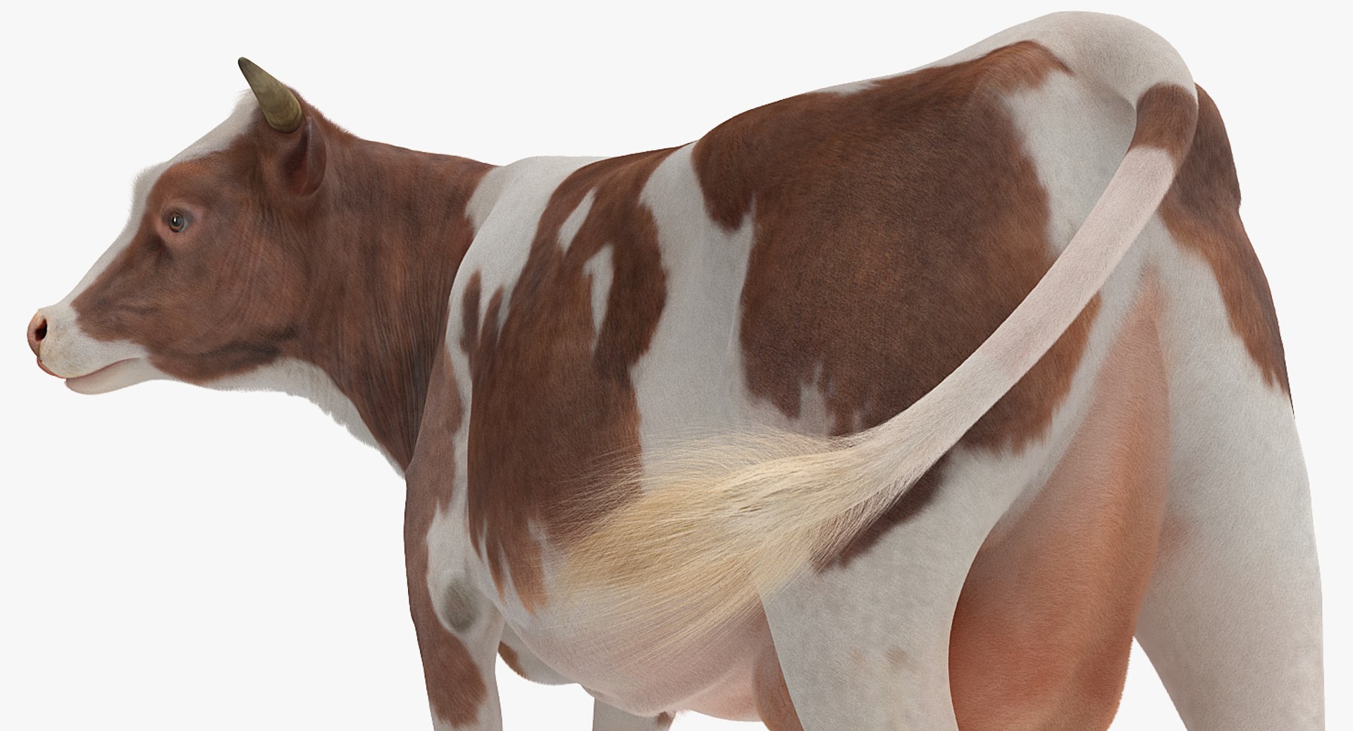 rigged farm animals big 3D model https://p.turbosquid.com/ts-thumb/1o/68NALx/3JaKf5Zp/riggedfarmanimalsbigcollection23dmodel063/jpg/1577594060/1920x1080/fit_q87/d8aa8f9777dd7c67688e18aa728eeb8dc847863f/riggedfarmanimalsbigcollection23dmodel063.jpg