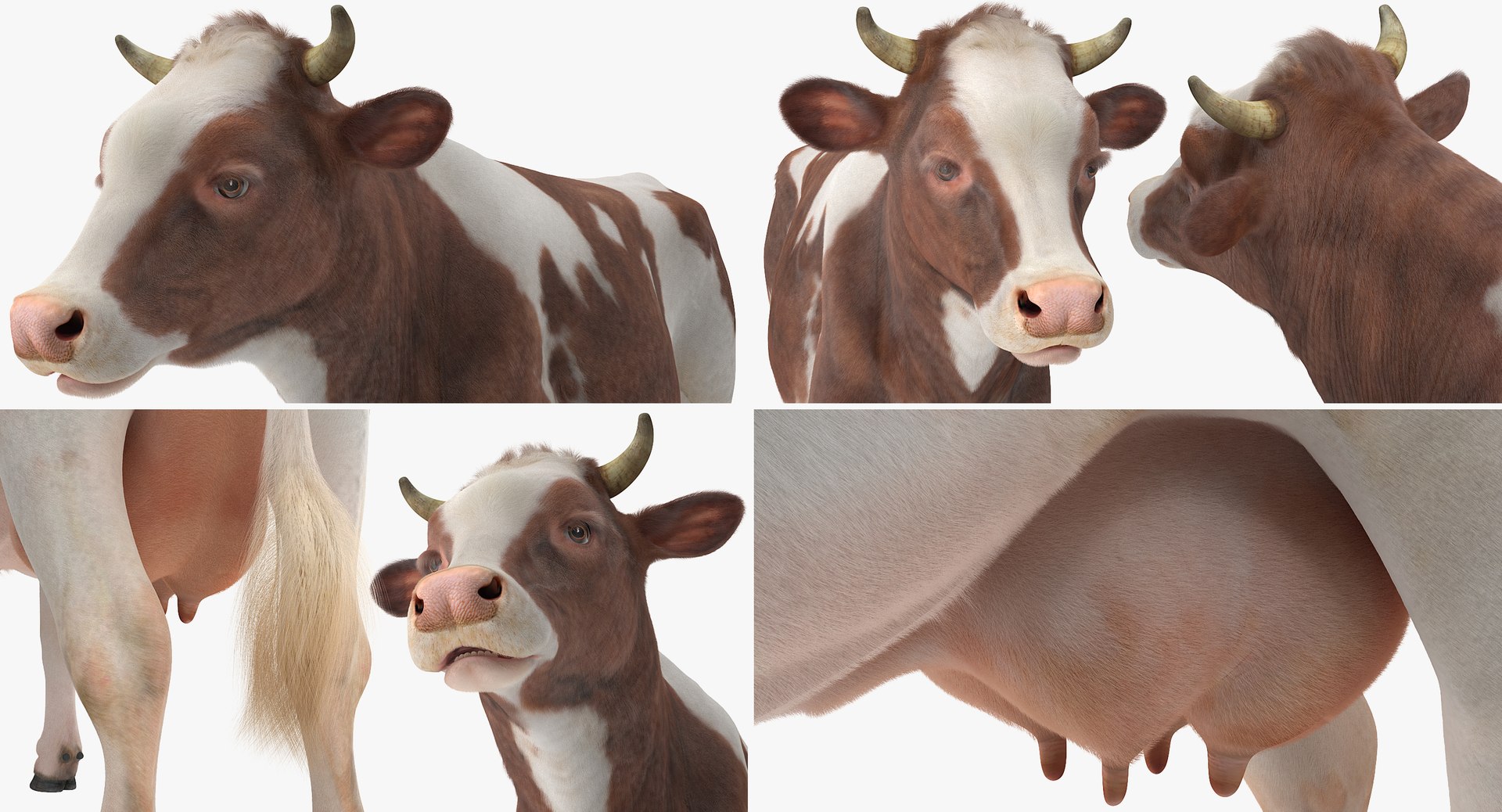 rigged farm animals big 3D model https://p.turbosquid.com/ts-thumb/1o/68NALx/5mDJKiMT/riggedfarmanimalsbigcollection23dmodel064/jpg/1577594060/1920x1080/fit_q87/497414b786f04ec93a54ad222c4a05a8acb30254/riggedfarmanimalsbigcollection23dmodel064.jpg
