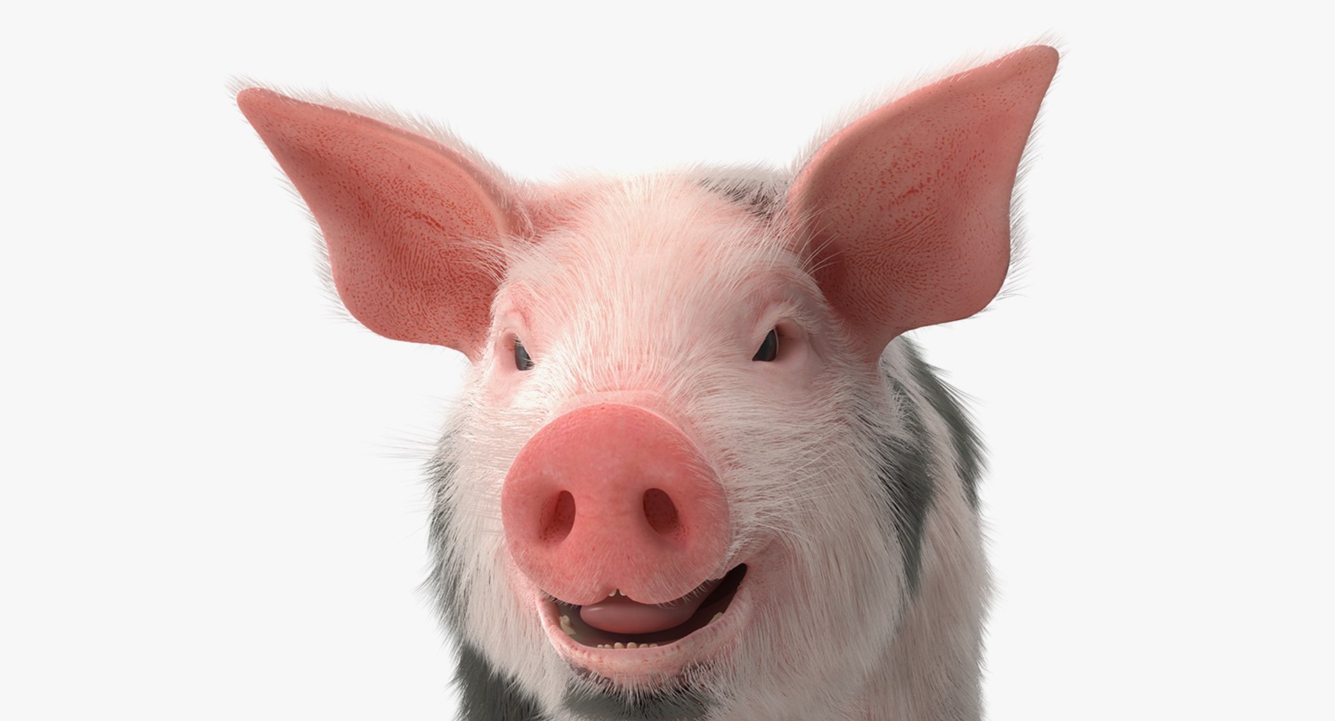 rigged farm animals big 3D model https://p.turbosquid.com/ts-thumb/1o/68NALx/7xICCeRJ/riggedfarmanimalsbigcollection23dmodel027/jpg/1577594059/1920x1080/fit_q87/4a81bba3d0dfcaa82f14af17a50efa2258860366/riggedfarmanimalsbigcollection23dmodel027.jpg