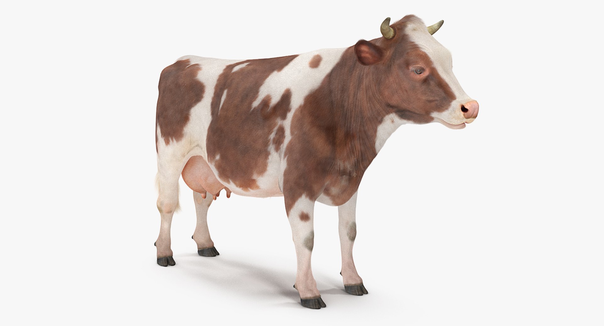rigged farm animals big 3D model https://p.turbosquid.com/ts-thumb/1o/68NALx/82BcC0SL/riggedfarmanimalsbigcollection23dmodel057/jpg/1577594059/1920x1080/fit_q87/8b45d904a645677e0e810254552cb2eef4fc23d9/riggedfarmanimalsbigcollection23dmodel057.jpg