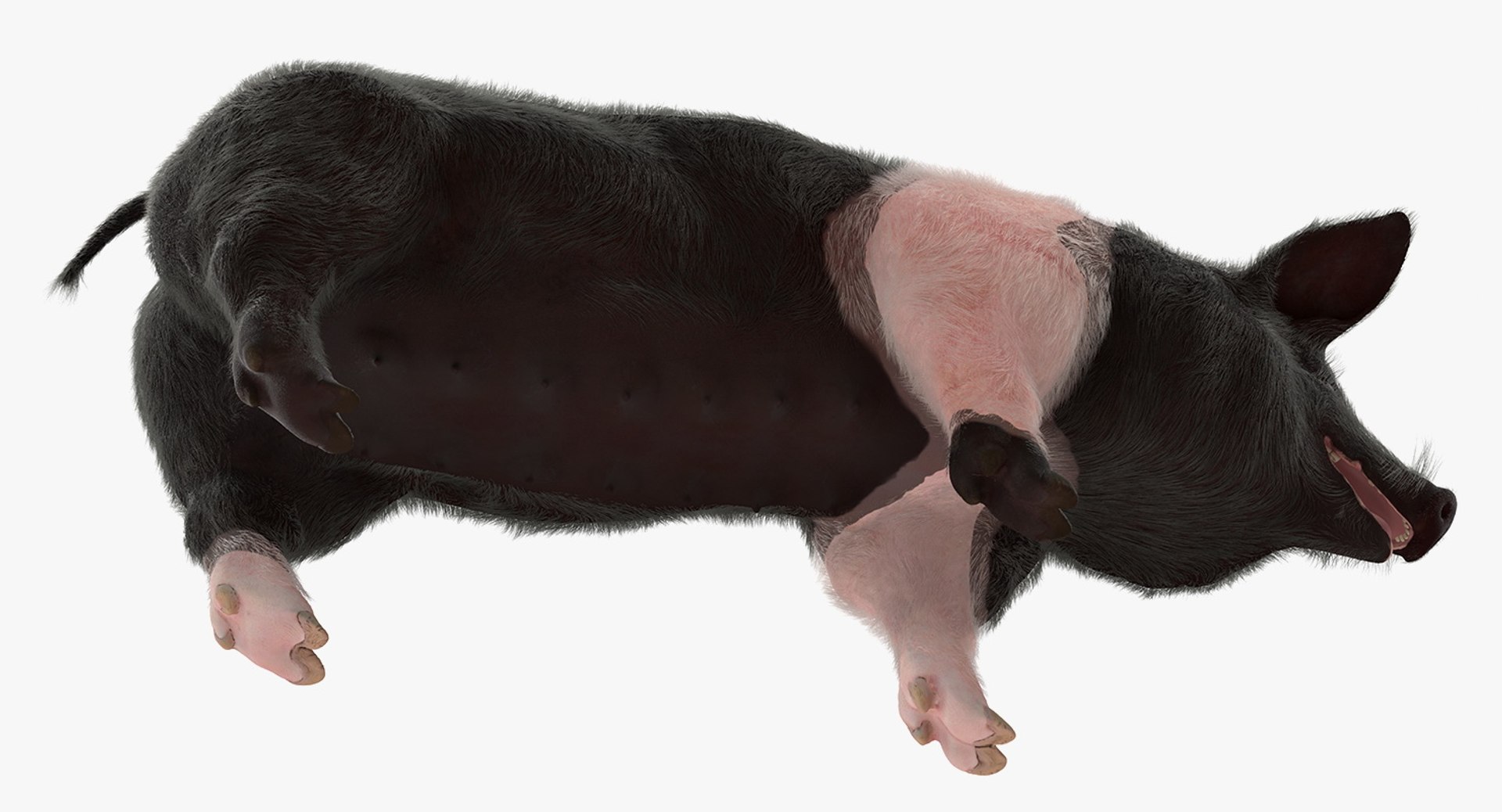 rigged farm animals big 3D model https://p.turbosquid.com/ts-thumb/1o/68NALx/9wWTFBlY/riggedfarmanimalsbigcollection23dmodel020/jpg/1577594059/1920x1080/fit_q87/8e95d9e9db832f935bea1c0f16e8b7aae361e2bd/riggedfarmanimalsbigcollection23dmodel020.jpg