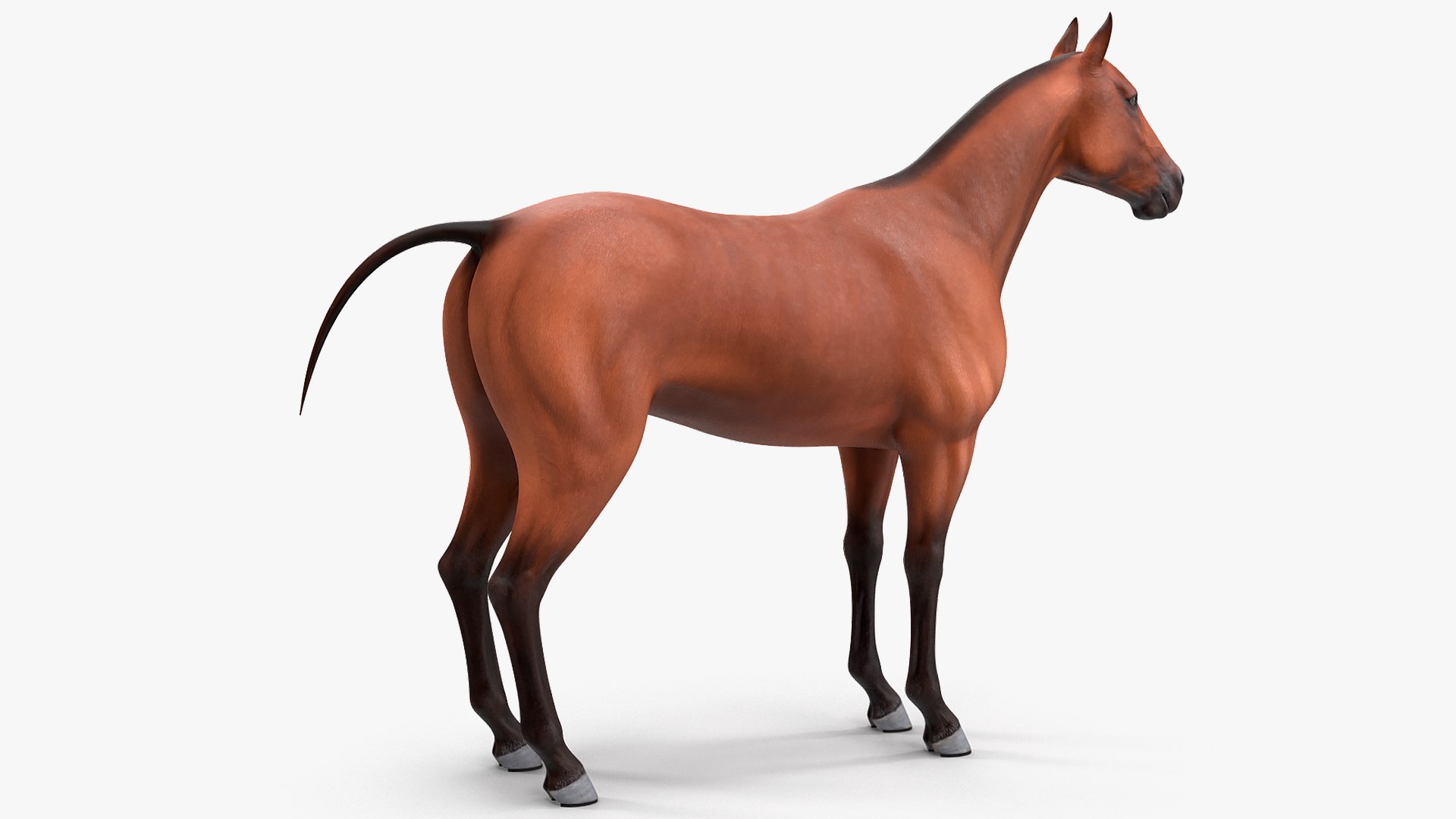 rigged farm animals big 3D model https://p.turbosquid.com/ts-thumb/1o/68NALx/AqL6Idvx/riggedfarmanimalsbigcollection23dmodel006/jpg/1577594058/1920x1080/fit_q87/8088fdbd137a5cc35eabd8b29d9c175c9f7d11dd/riggedfarmanimalsbigcollection23dmodel006.jpg