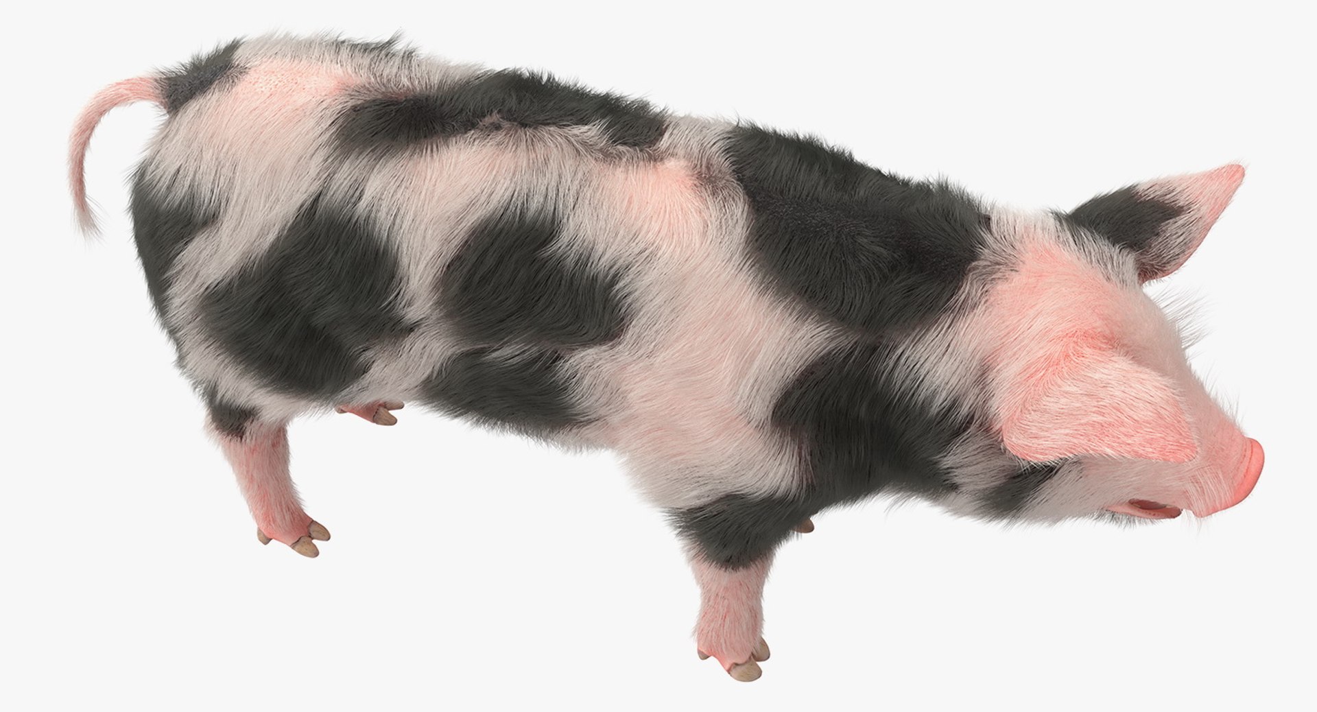 rigged farm animals big 3D model https://p.turbosquid.com/ts-thumb/1o/68NALx/EqWjAMUO/riggedfarmanimalsbigcollection23dmodel026/jpg/1577594059/1920x1080/fit_q87/8fc55d307dd10b86dfa12b21385f323f2954f80a/riggedfarmanimalsbigcollection23dmodel026.jpg