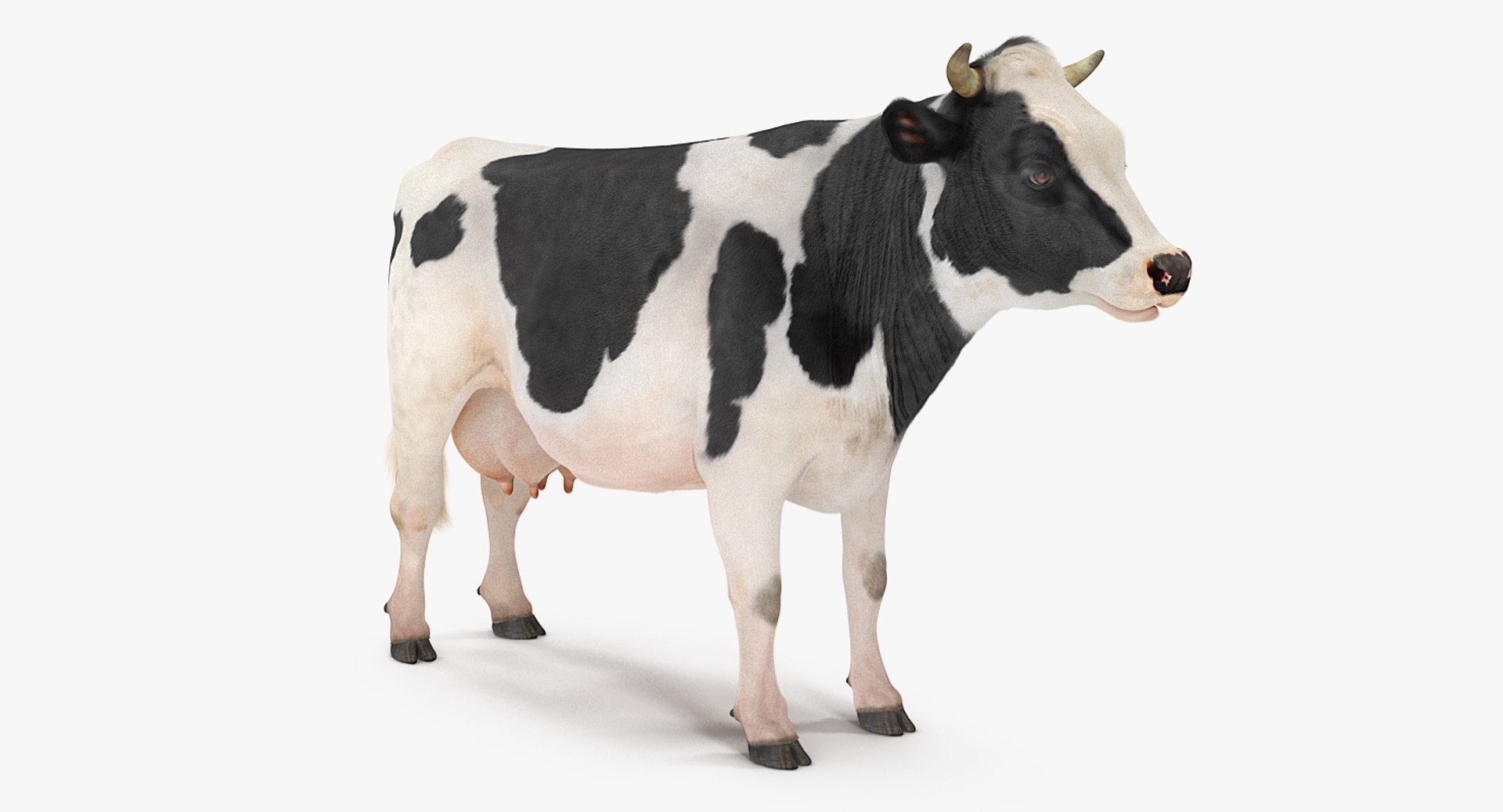 rigged farm animals big 3D model https://p.turbosquid.com/ts-thumb/1o/68NALx/JWdleeyf/riggedfarmanimalsbigcollection23dmodel048/jpg/1577594059/1920x1080/fit_q87/657ef0627e8eaa75a0d6bd78273a366ede7a31a5/riggedfarmanimalsbigcollection23dmodel048.jpg