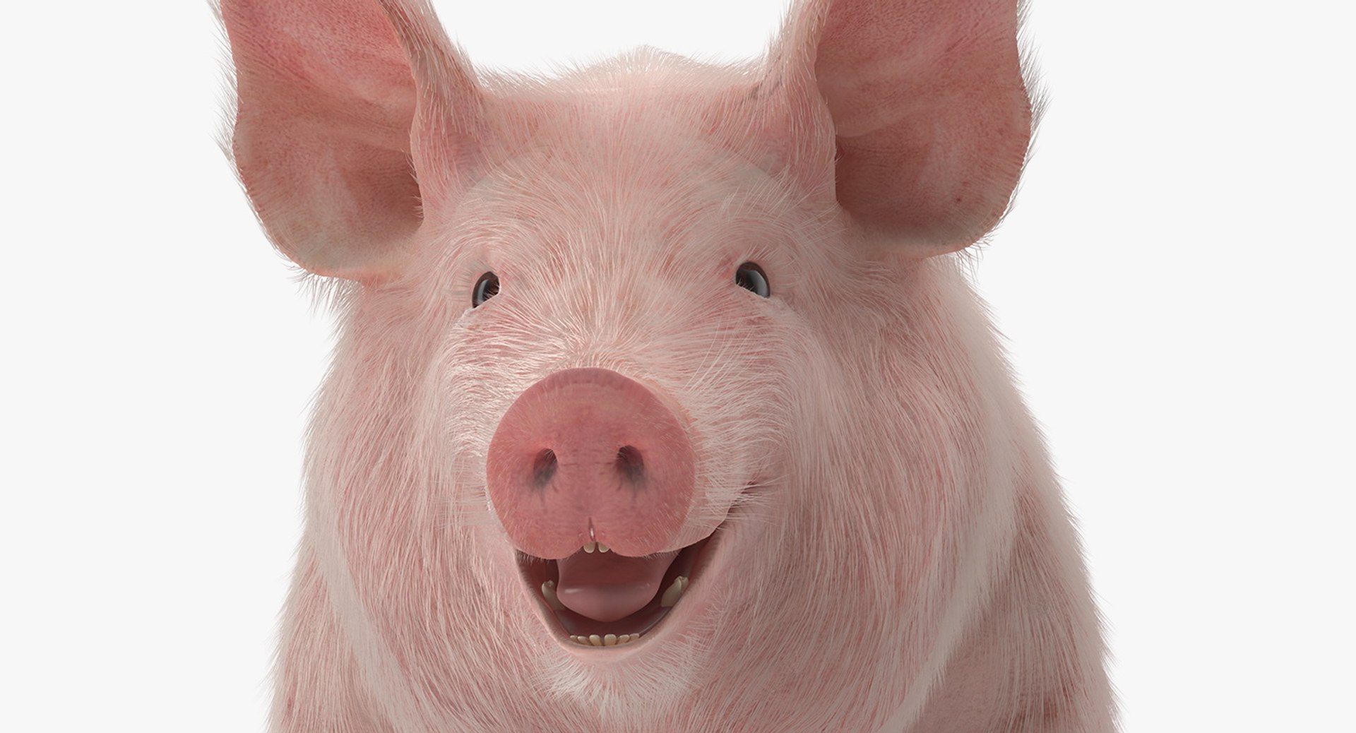 rigged farm animals big 3D model https://p.turbosquid.com/ts-thumb/1o/68NALx/KLE8HAVv/riggedfarmanimalsbigcollection23dmodel037/jpg/1577594059/1920x1080/fit_q87/fcc00233a15047497b8c23bbaeeeba89492f4c60/riggedfarmanimalsbigcollection23dmodel037.jpg