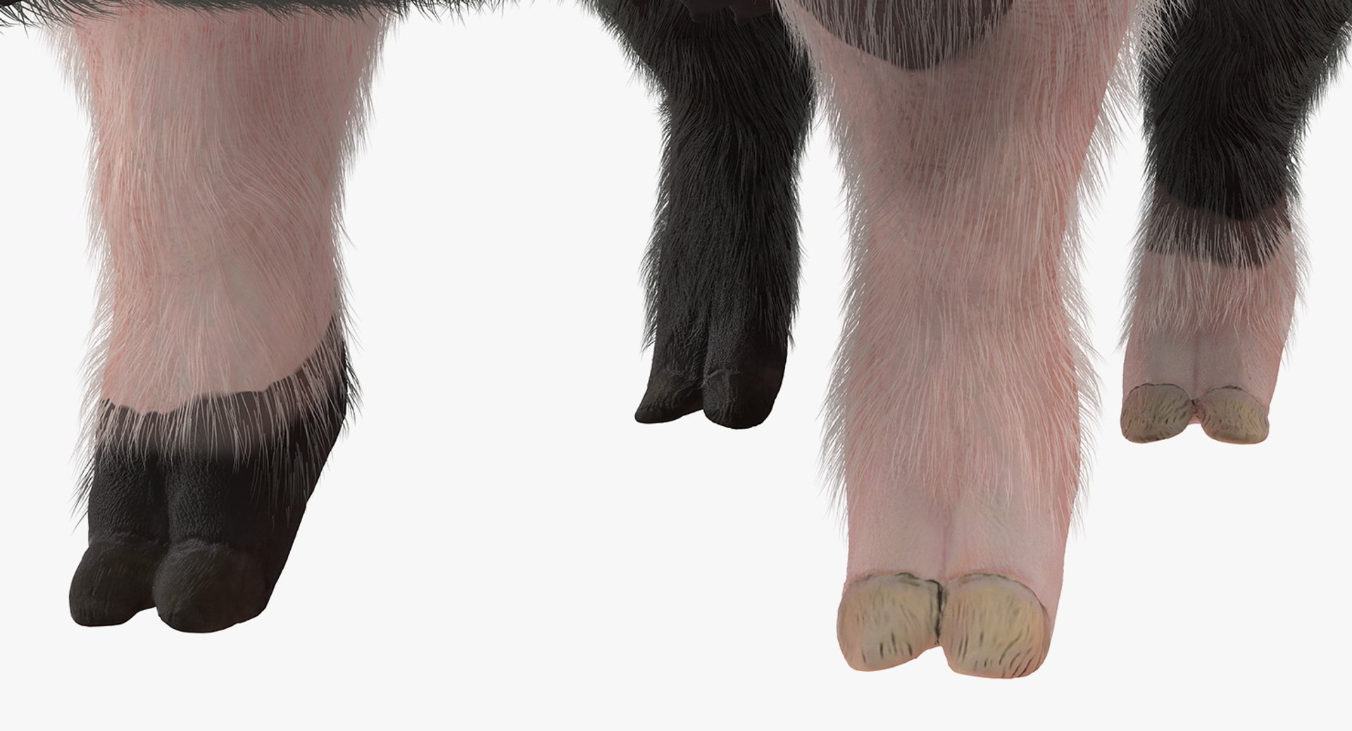 rigged farm animals big 3D model https://p.turbosquid.com/ts-thumb/1o/68NALx/Kfw4dQ1B/riggedfarmanimalsbigcollection23dmodel021/jpg/1577594059/1920x1080/fit_q87/1259ba6338980429fca412ae5f6e8e4019ad5735/riggedfarmanimalsbigcollection23dmodel021.jpg