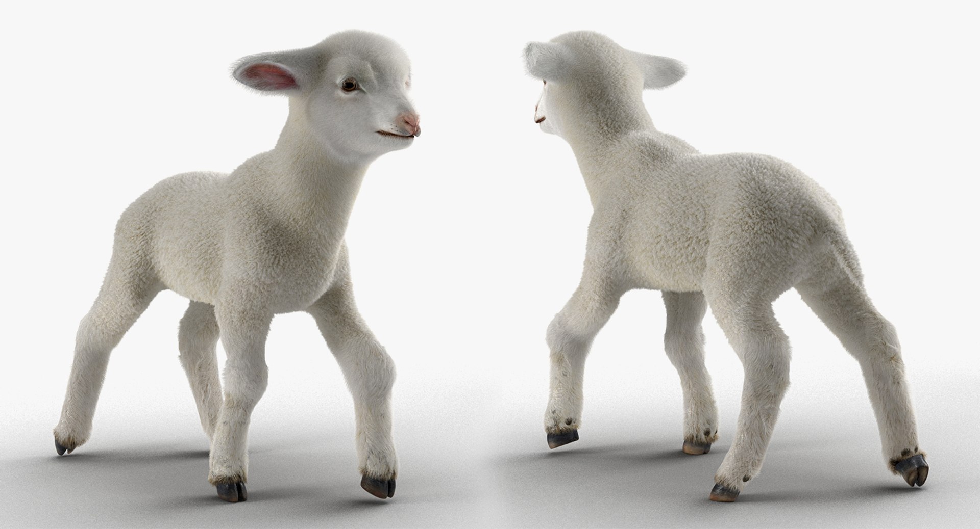 rigged farm animals big 3D model https://p.turbosquid.com/ts-thumb/1o/68NALx/LotNrFrA/riggedfarmanimalsbigcollection23dmodel099/jpg/1577594060/1920x1080/fit_q87/9474706992c381e9df97aaa0e91d0f3e1c10c4f5/riggedfarmanimalsbigcollection23dmodel099.jpg