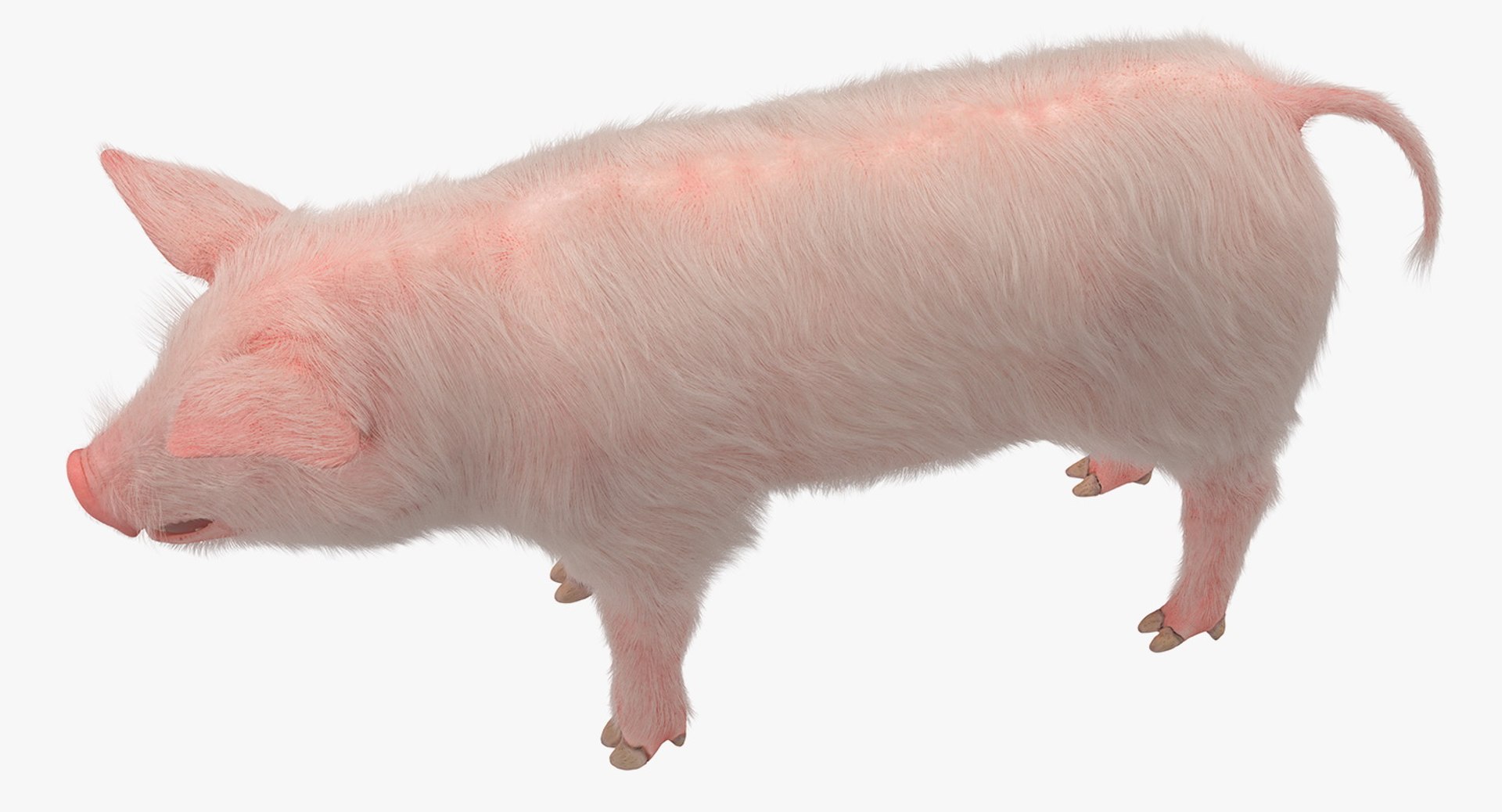 rigged farm animals big 3D model https://p.turbosquid.com/ts-thumb/1o/68NALx/MtFqdSj9/riggedfarmanimalsbigcollection23dmodel043/jpg/1577594059/1920x1080/fit_q87/d480c401b003aa1e0b71fd2e6a16a998d62574b2/riggedfarmanimalsbigcollection23dmodel043.jpg