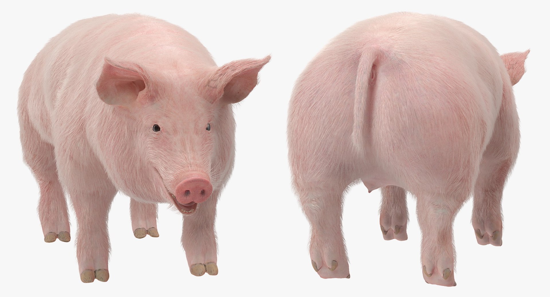 rigged farm animals big 3D model https://p.turbosquid.com/ts-thumb/1o/68NALx/QZspXJJf/riggedfarmanimalsbigcollection23dmodel035/jpg/1577594059/1920x1080/fit_q87/c3b0a845222e2fc26a9c73c2b9e9dddf2f189bd5/riggedfarmanimalsbigcollection23dmodel035.jpg